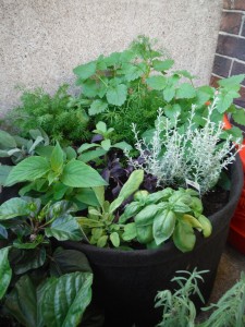 We planted a mix of herbs and herbal teas to have a dense foliage to help with the humidity level. So far, so good.